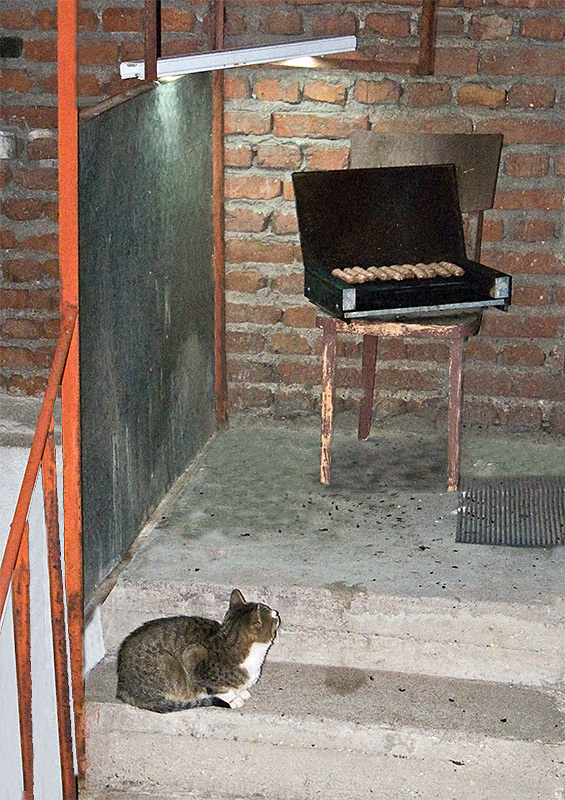 Етюд за пиано, котка и оркестър.