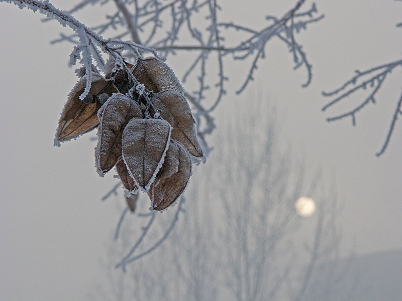 Китайски мехурник, мъгла и зимно слънце